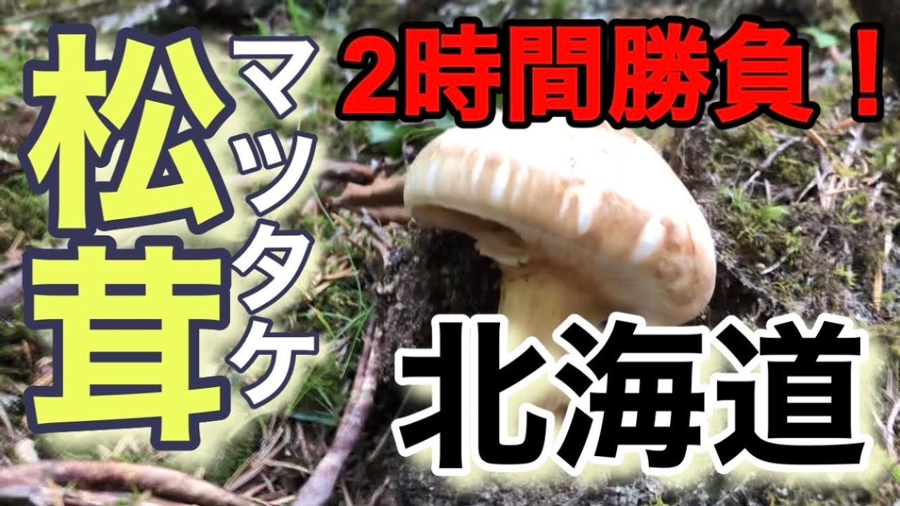 山菜】2時間勝負！北海道の松茸狩り！ - YouTube
