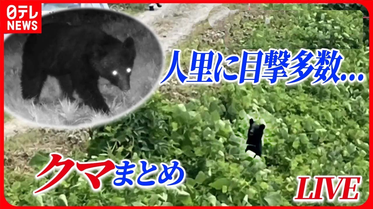 クマまとめ】住宅敷地にも“クマ”目撃相次ぐ / 牛66頭襲ったクマ「OSO18