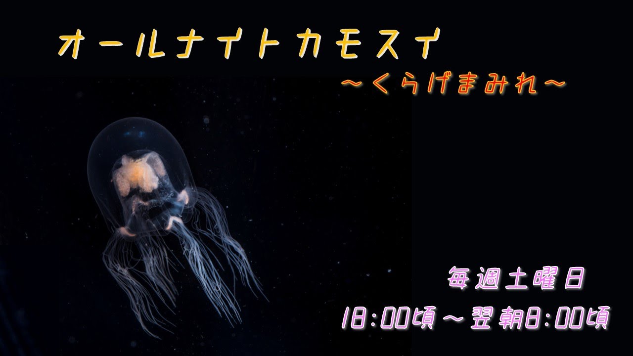 オールナイトカモスイ ～くらげまみれ～ #206 ドフラインクラゲ - YouTube