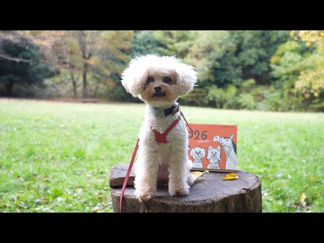 Kinako-sensei turns 10! Happy news and announcement! - YouTube