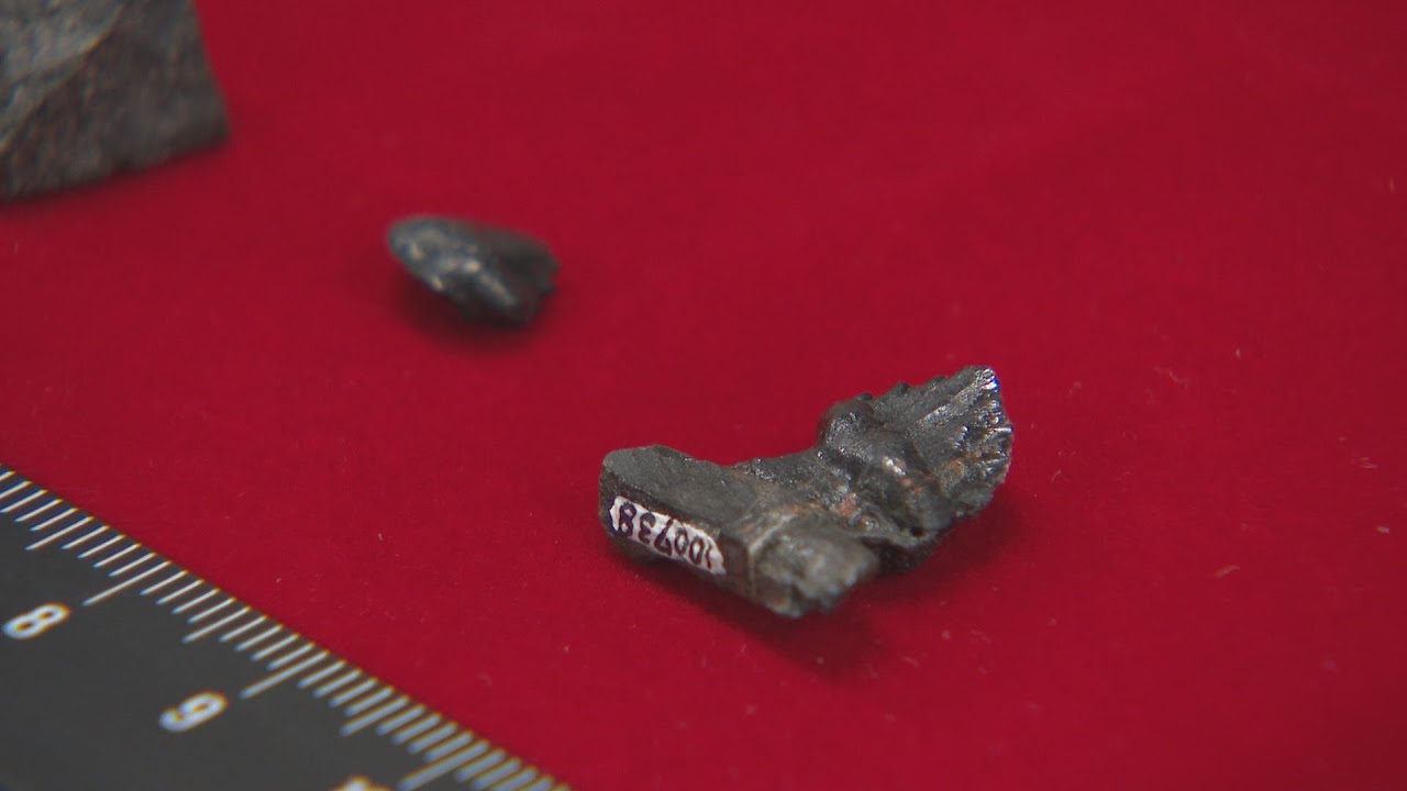 長崎市で恐竜「鎧竜」の歯の化石発見 同時代に複数種いたことを示す