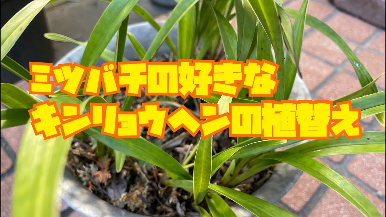 日本ミツバチが好きな花・キンリョウヘンを株分け！春に分蜂を狙います