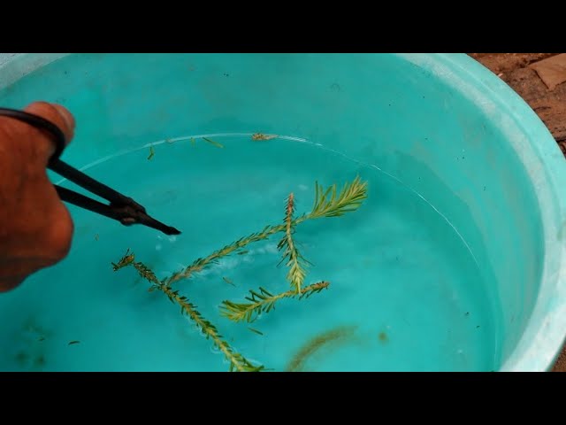 A different kind of Japanese larch cutting - YouTube