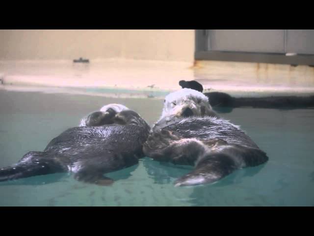 ぷかぷか漂うラッコ、ポテトとメイ(鳥羽水族館) - YouTube