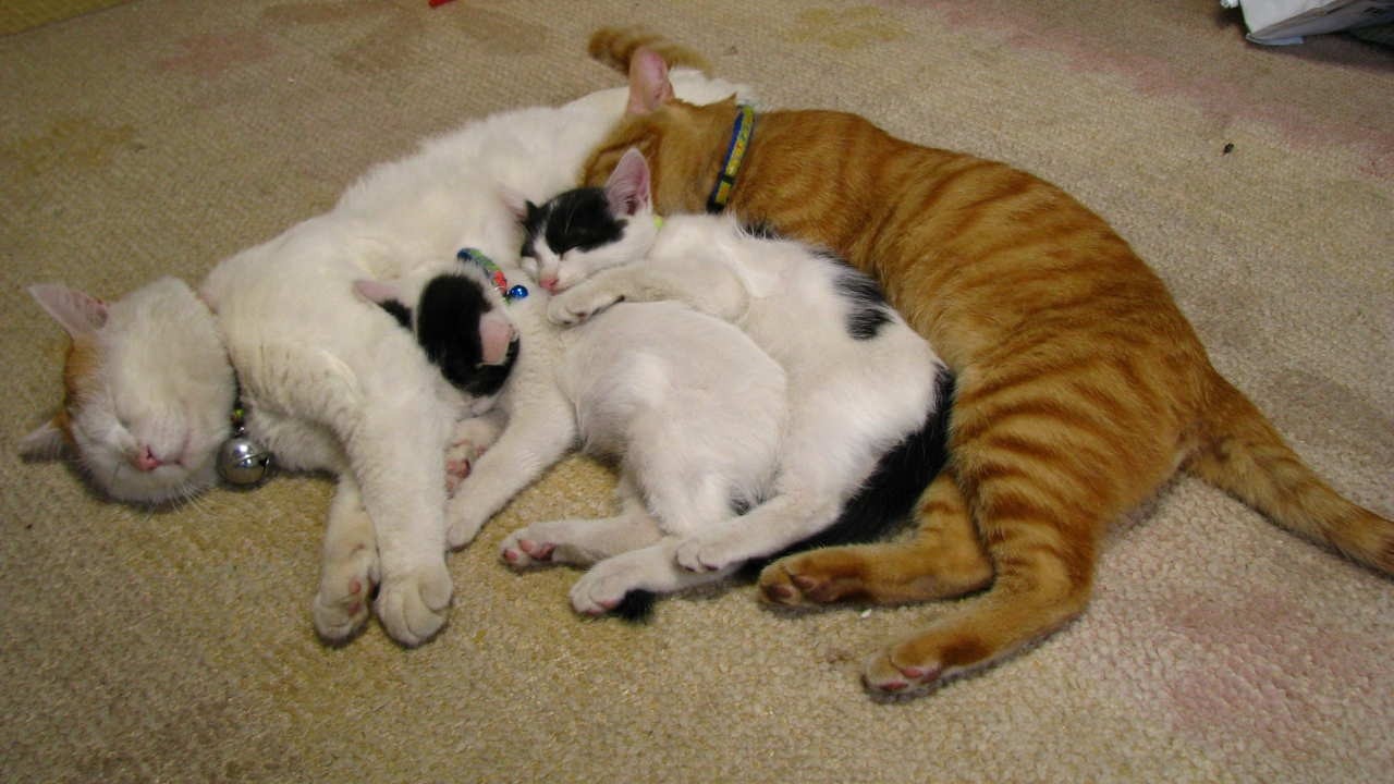 ちび 思い出 260221 - YouTube