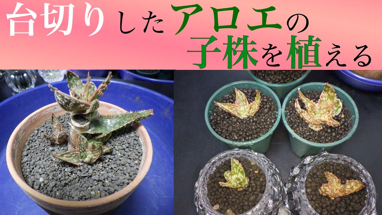 アロエの子株を回収して植える - YouTube