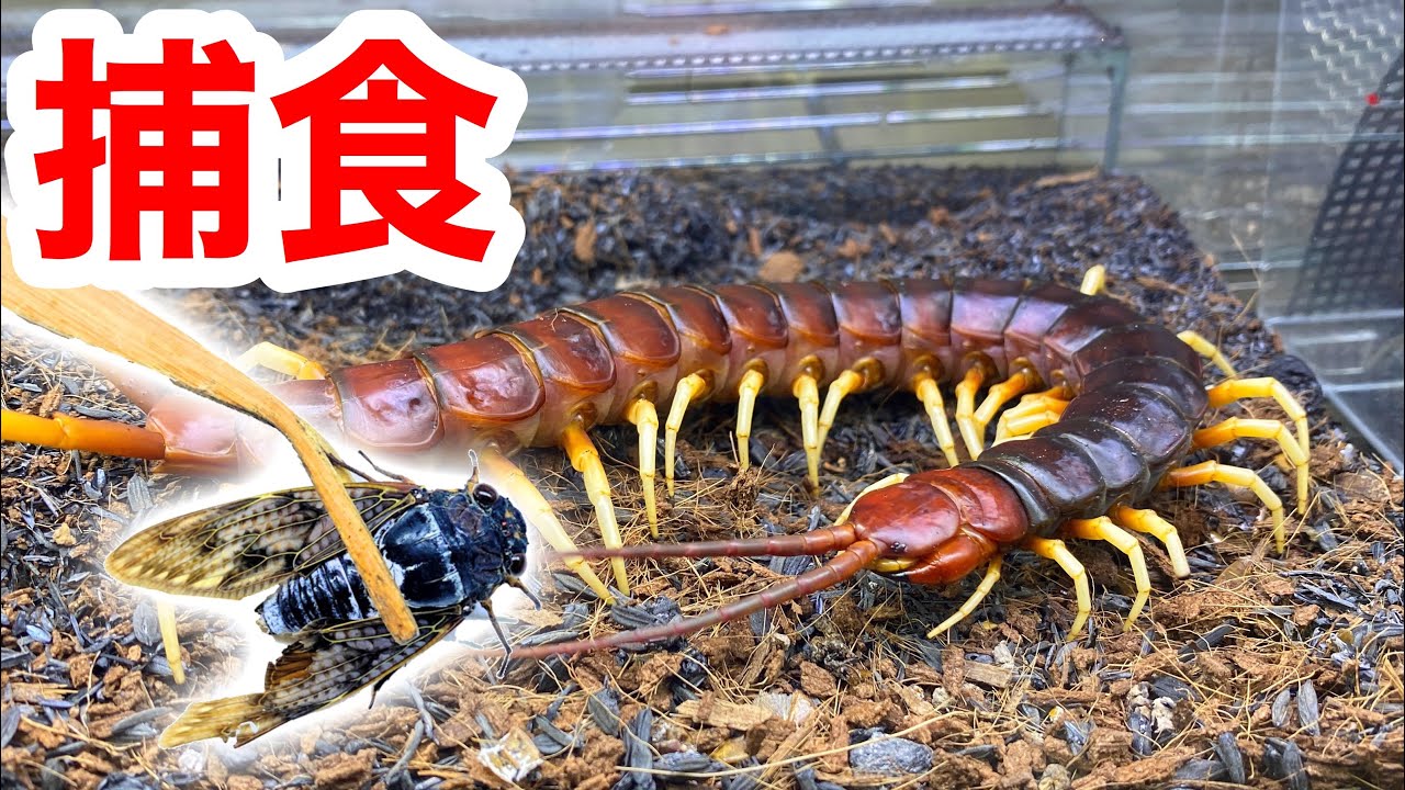 I gave a living cicada to the world's largest scolopendridae - YouTube