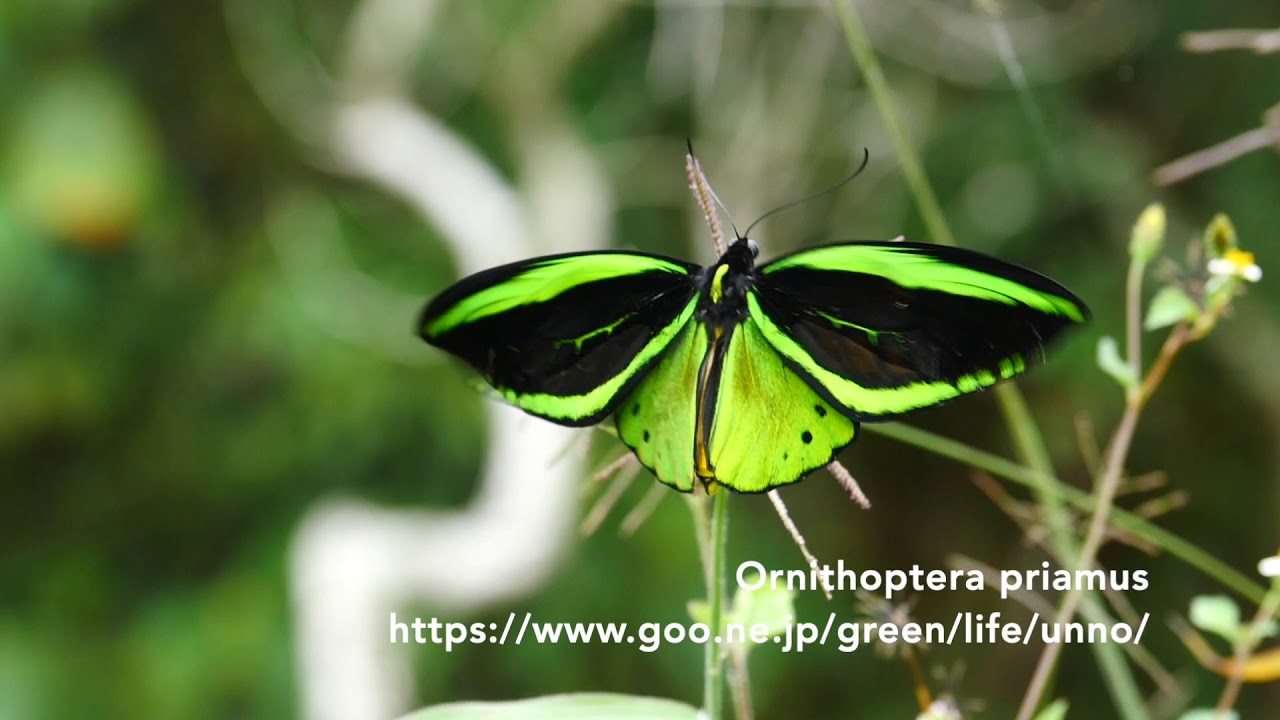 トリバネアゲハの仲間たち Birdwing butterflies of Papua & Solomon