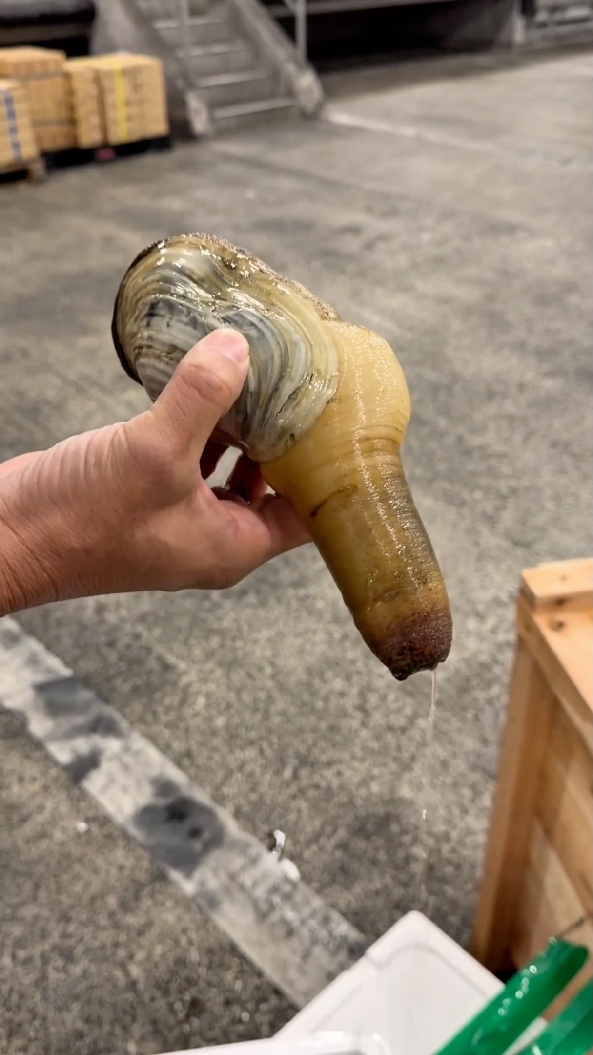 White clams from Futtsu, Chiba Prefecture! Let's open them! Posted