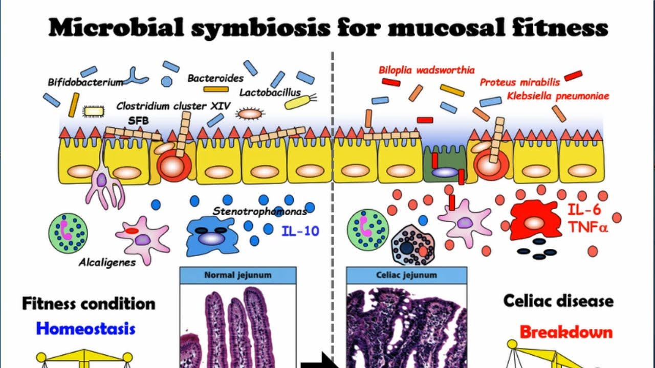 広島大学医系科学研究科 粘膜免疫学 / Mucosal Immunology - YouTube