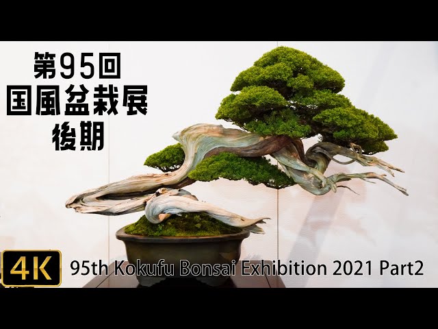 国風盆栽展 51-61 巻セット 国風盆栽展 写真集 第56〜59回、61〜64回