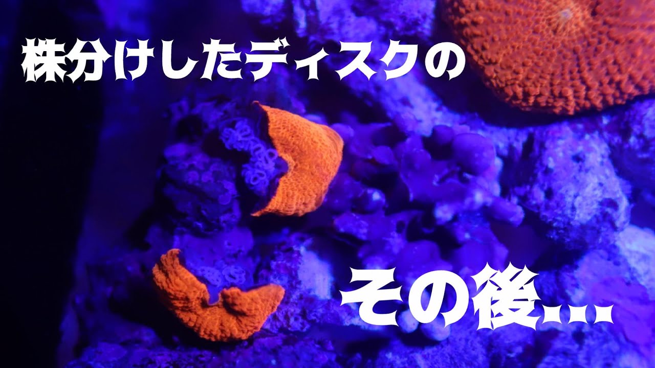 失敗？成功？】株分けしたディスクコーラルのその後について
