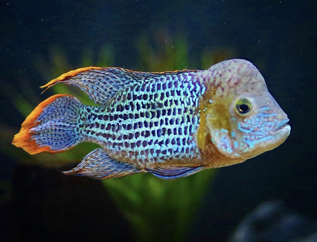 Cichlids from Central America 熱帯魚 Cichlids from Central America