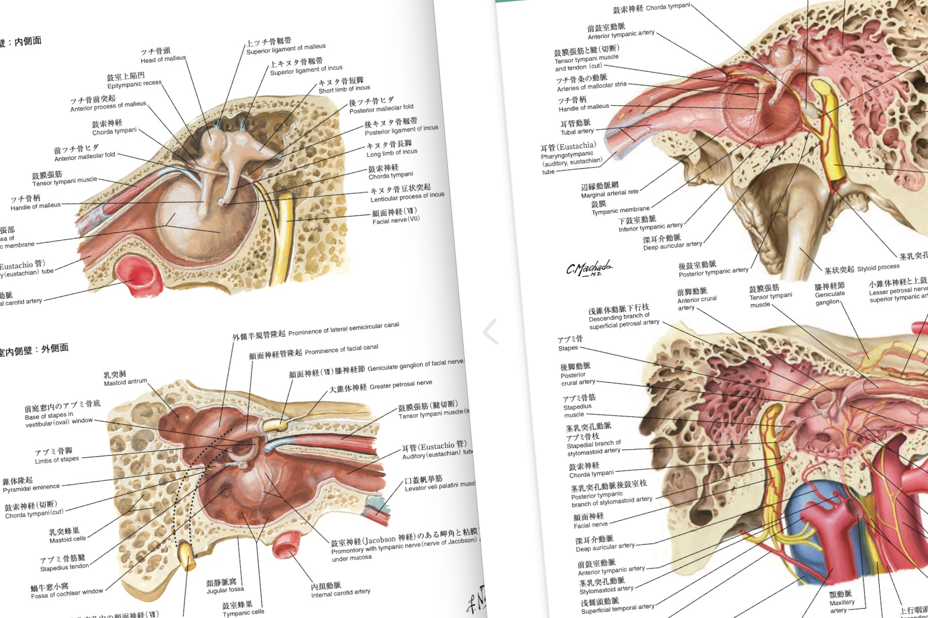 ネッター解剖学アトラス[電子書籍付](原書第7版) 南江堂 商品詳細