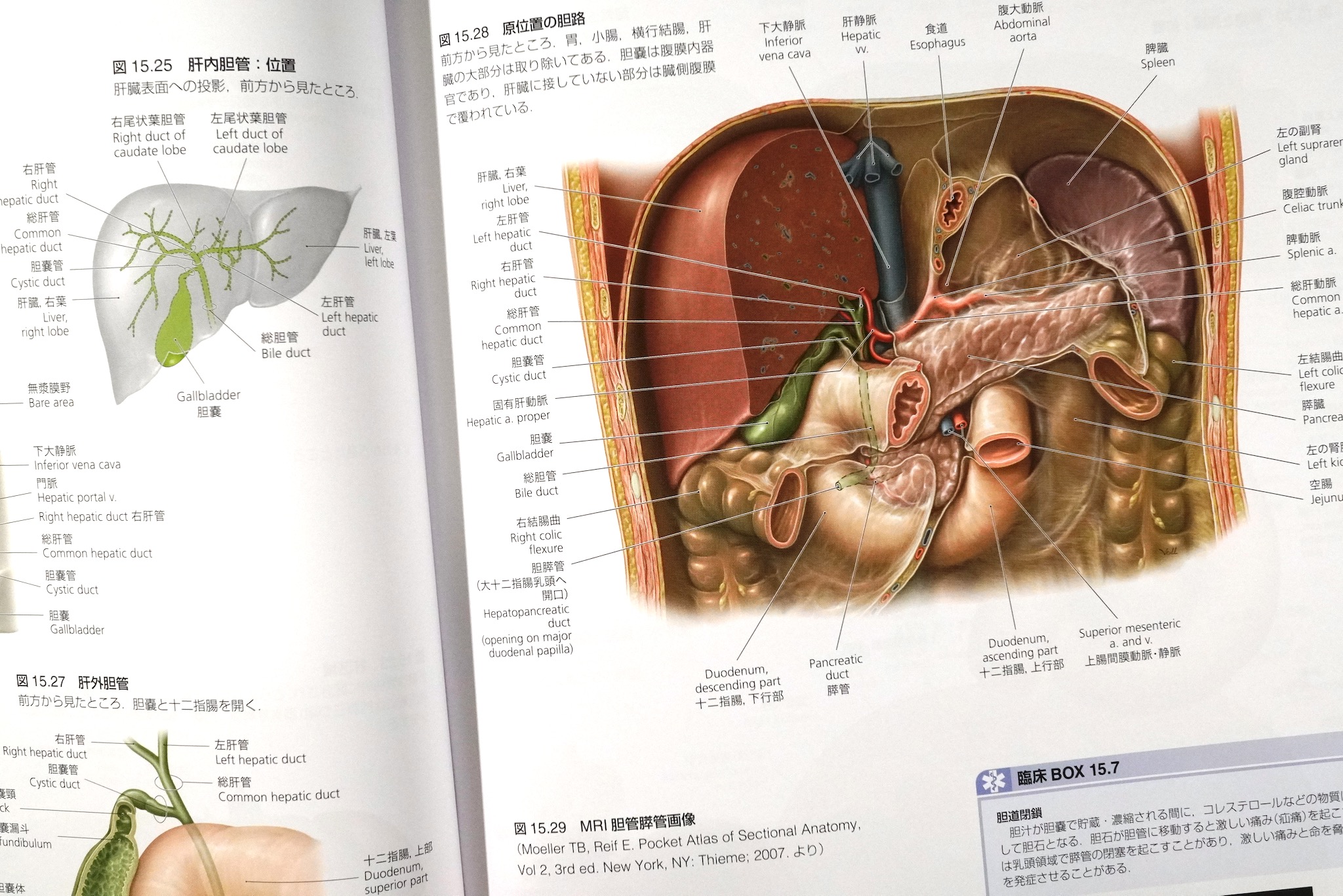 プロメテウス解剖学 Atlas of Anatomy 第三版（プロメテウス解剖学