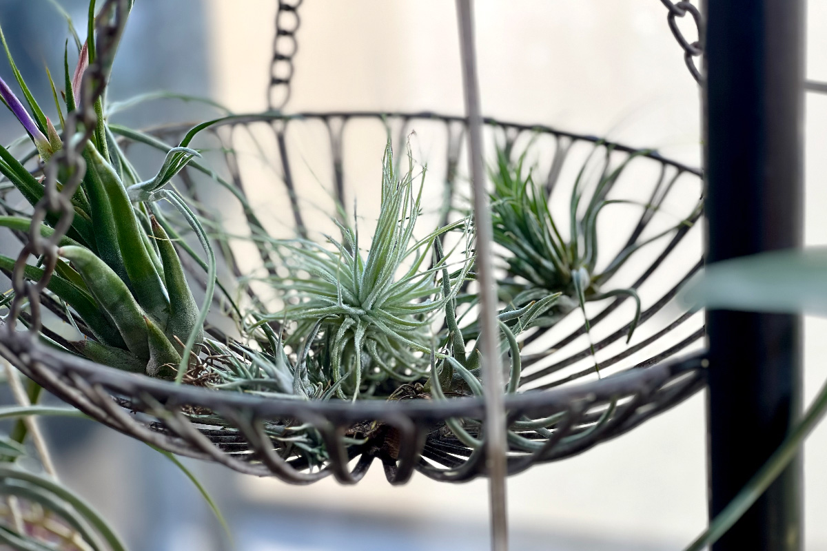 見つけたらラッキー！ダイソーエアプランツのレア品種まとめ