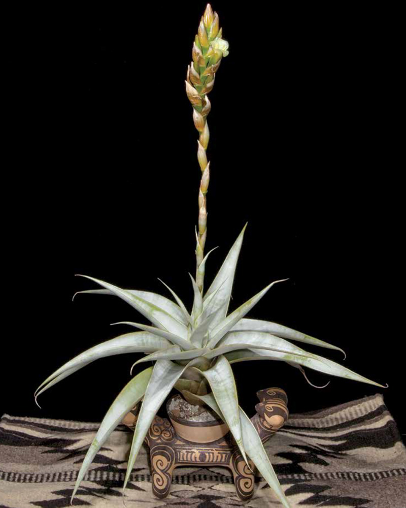 幻のブロメリア“スティグマトドン・ハリールーセリー” 特徴と育て方