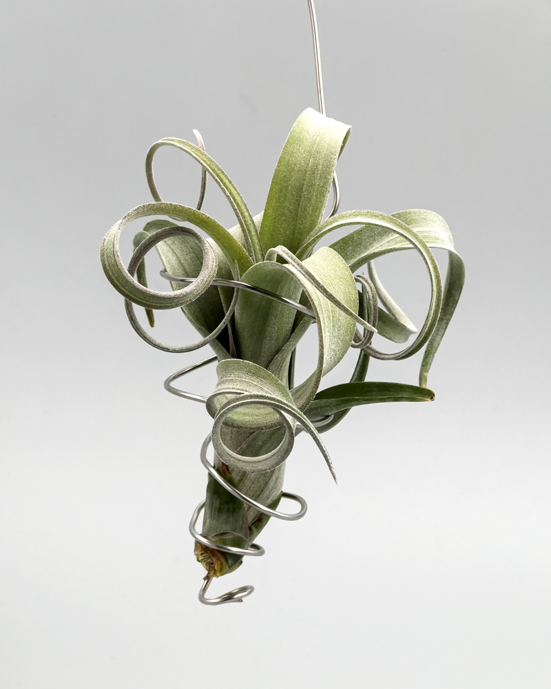 赤系交配の完成形！ チランジア・ラブノット【育て方・飾り方・枯れる