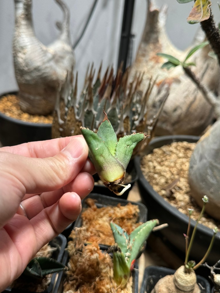 アガベ】チタノタ ブラックファイヤー 黒火焔 発根管理と育成のすすめ