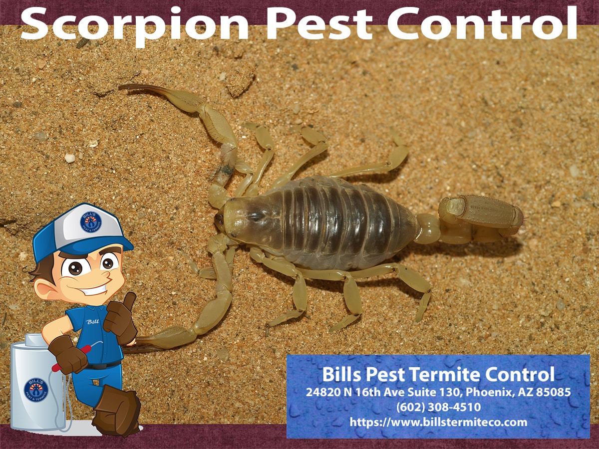 Desert Hairy Scorpions Control - Bills Pest Termite Control