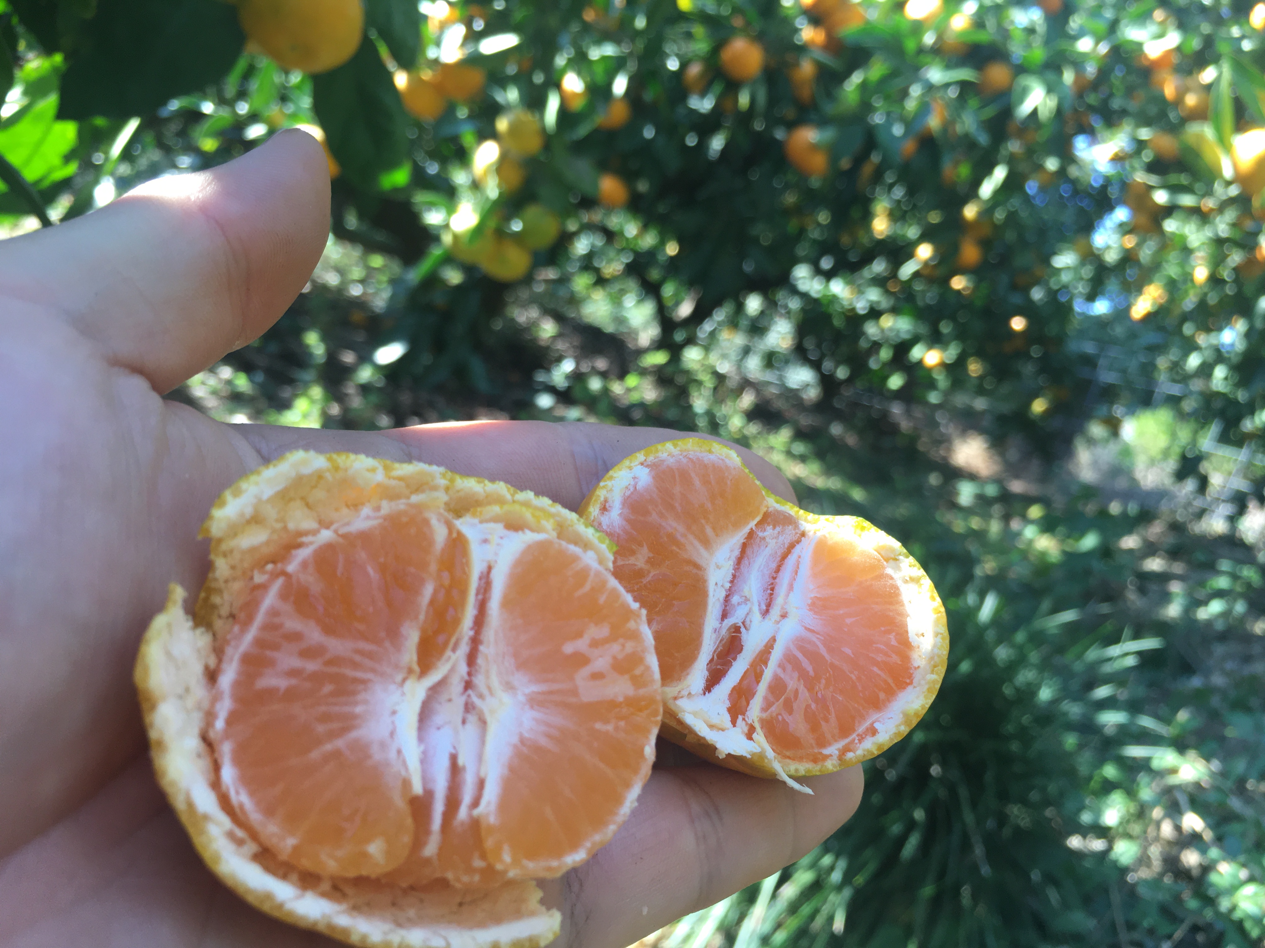 MIKAN / IYOKAN / OTHERS | 商品 | GOGONYAN FARM