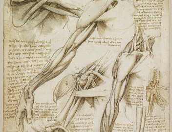 ダ・ヴィンチの人体解剖図 – The DaVinci Institute