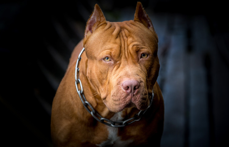 May a judge find that a pit bull has dangerous or vicious