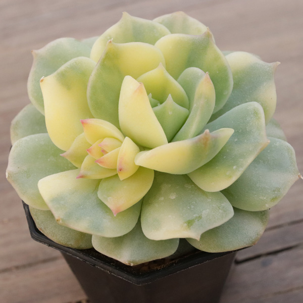 専用 マクライジング錦 紫麗殿錦 フローレンス錦×2 ピンクルビー錦