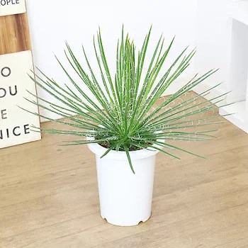 アガベ・ジェミニフローラの特徴と育て方 | 観葉植物の専門店 e-RAN