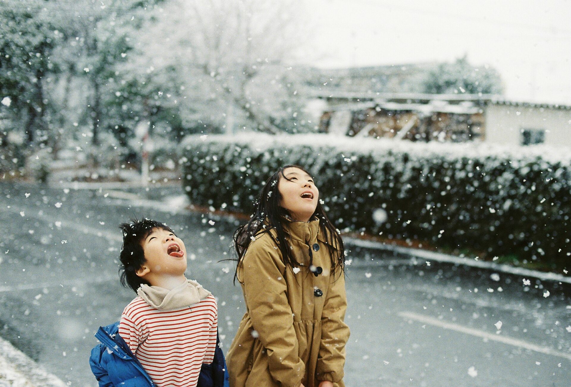 作例レビュー】Nikon F100｜ニコンのカメラ｜#わたしのカメラ｜vol.095