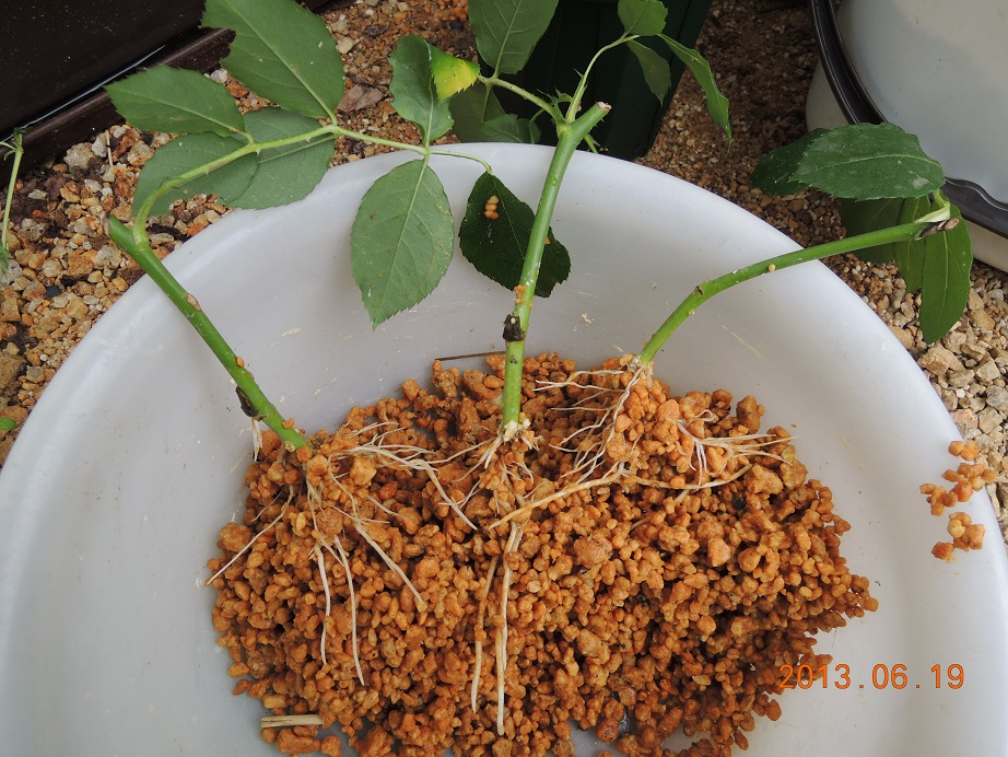 バラの挿し木が発根しました！ - バラを楽しむオトメンパパの栽培日記