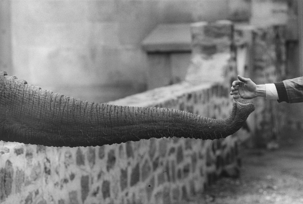 Garry Winogrand: The Animals | Fraenkel Gallery
