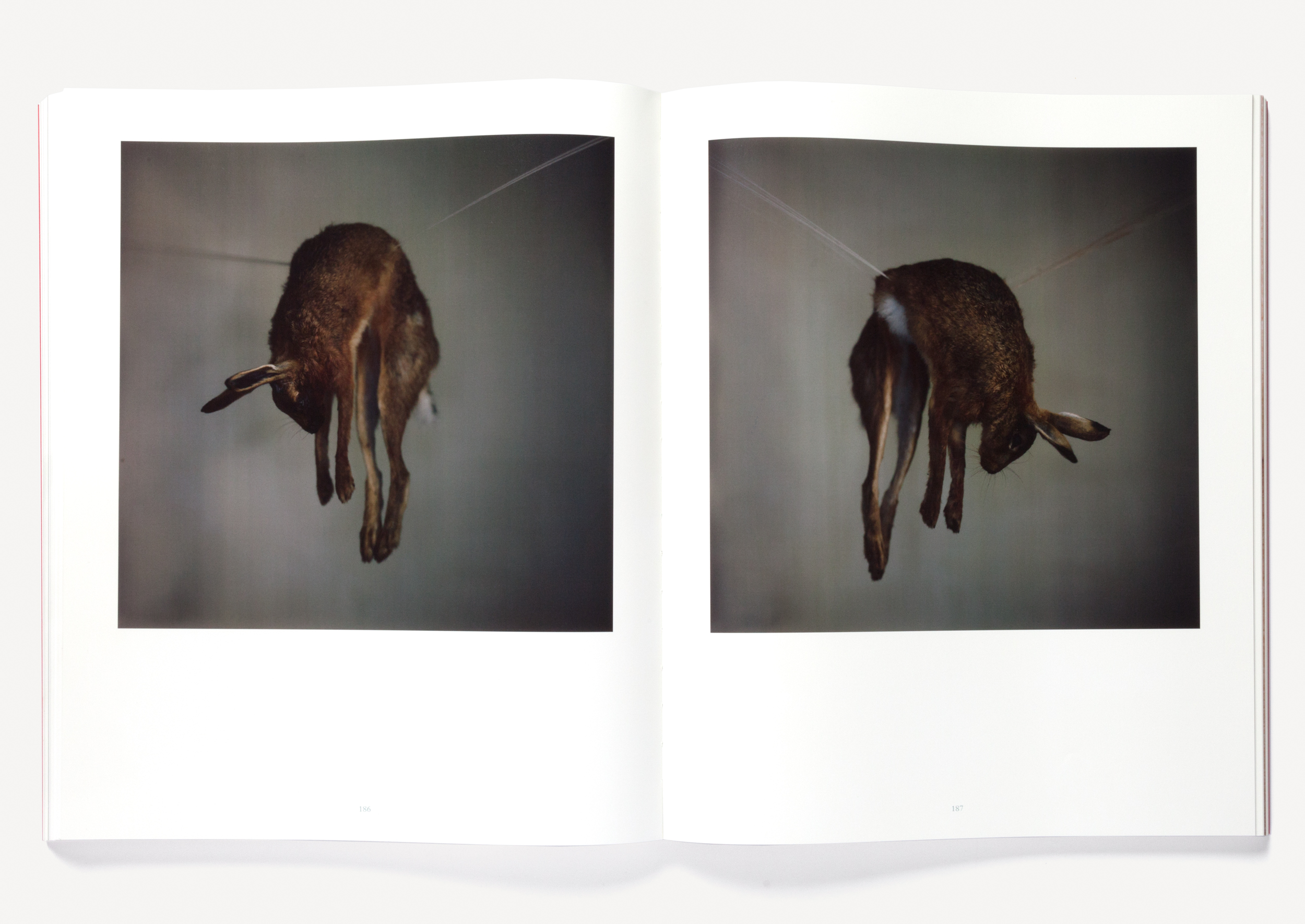 Richard Learoyd: Day for Night | Fraenkel Gallery