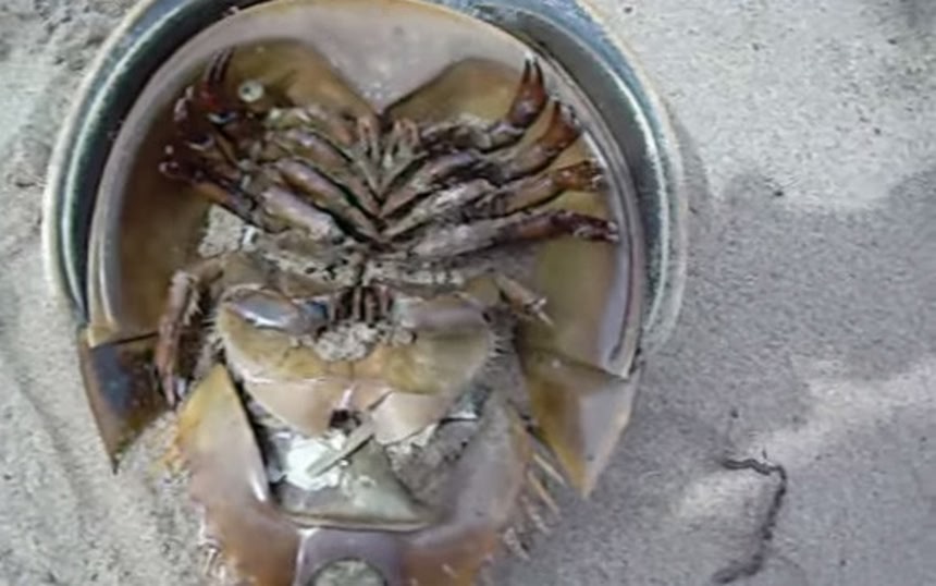 こいつはまぎれもなくエイリアン、「カブトガニ」の裏側と脱皮の様子を