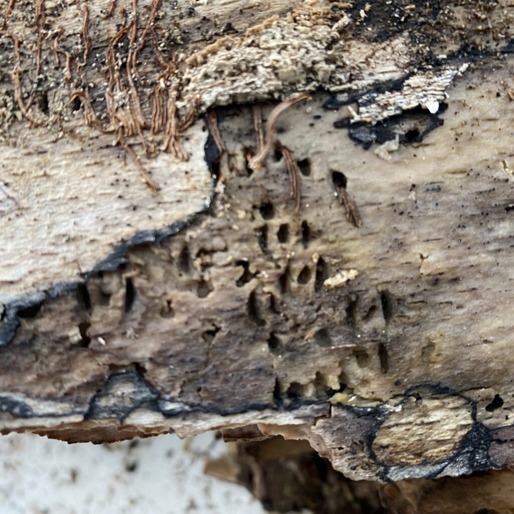 ユキグニコルリクワガタ |新芽採集2022年5月 – セルヴォランのクワガタ