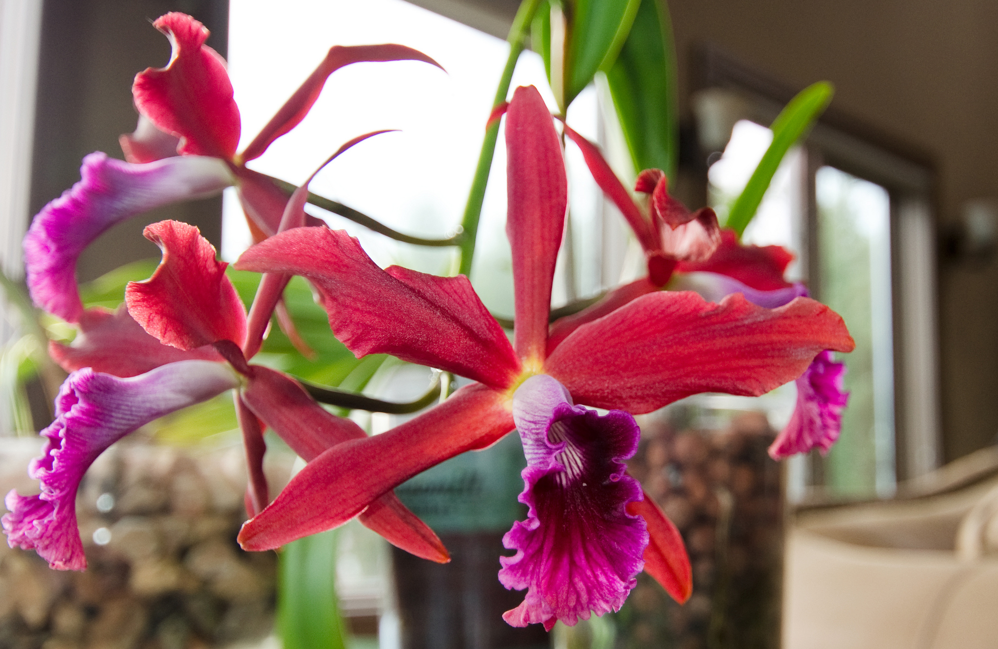 Cattleya (Laelia) Zip