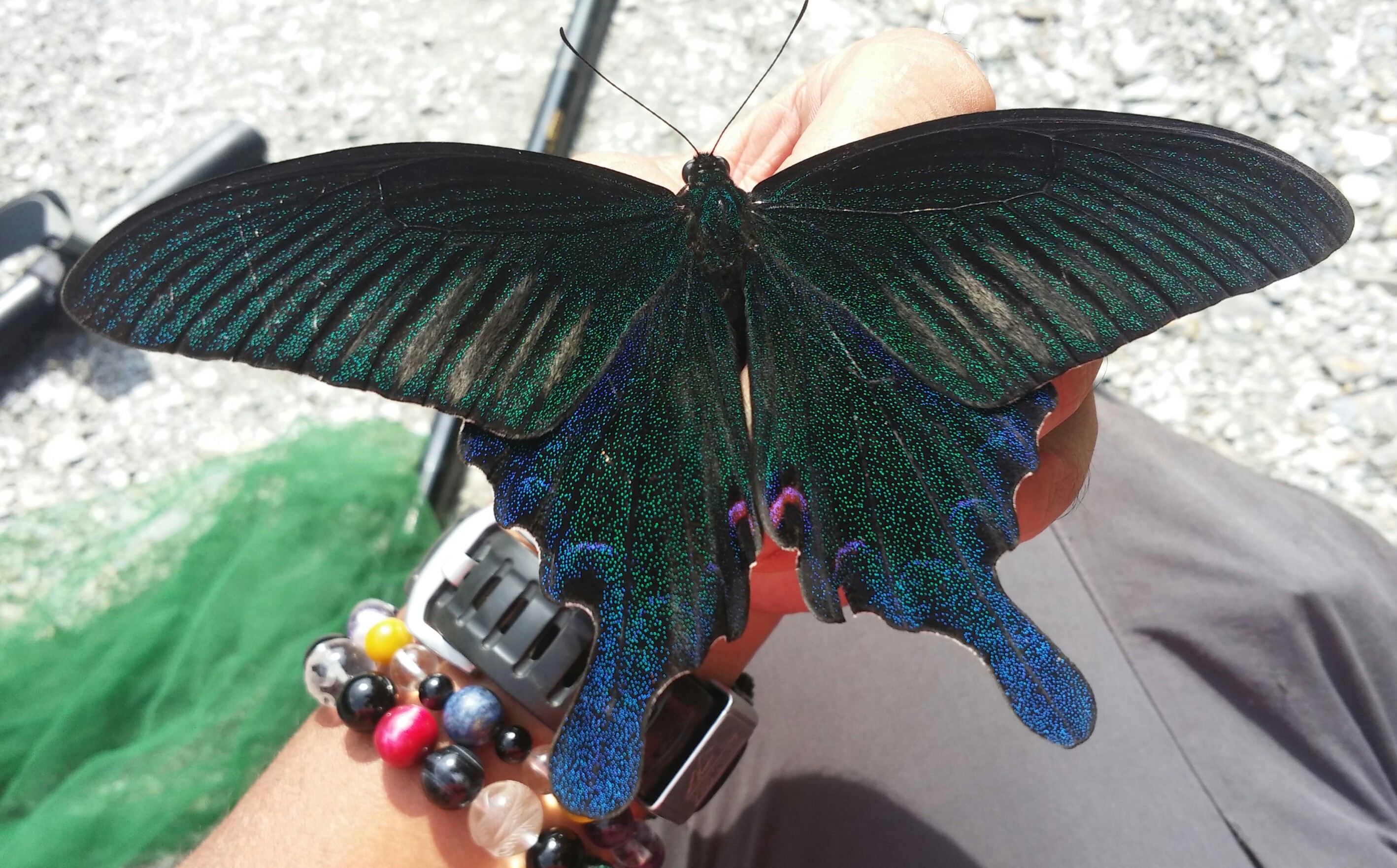 台湾の蝶16 タイワンカラスアゲハ | 蝶に魅せられた旅人