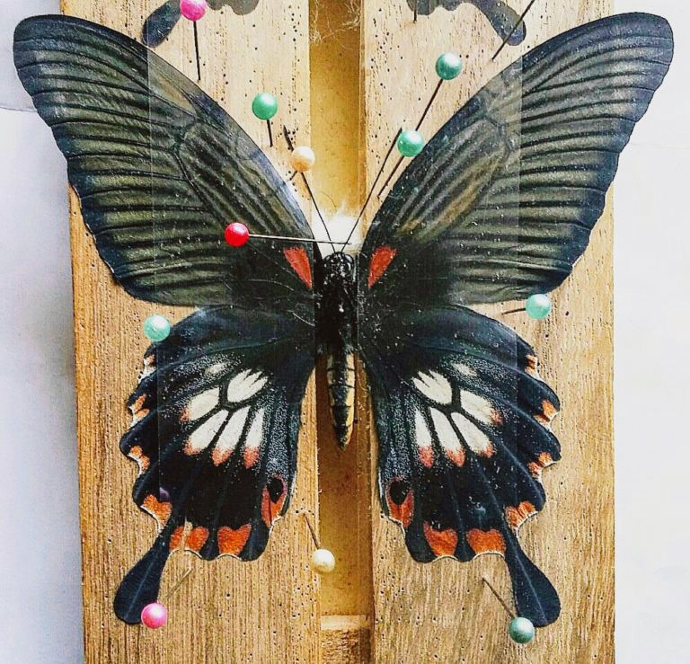 奄美迷走物語 其の13 | 蝶に魅せられた旅人