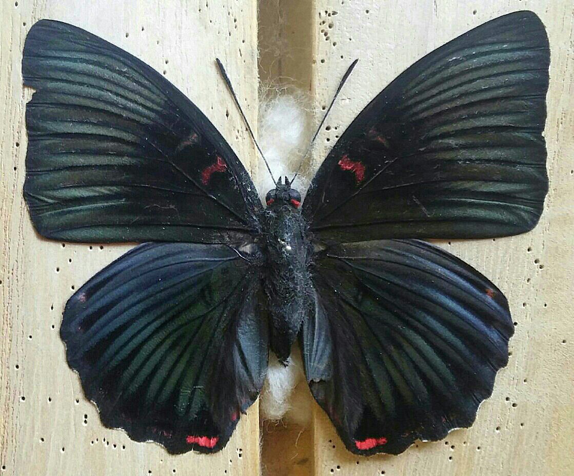 台湾の蝶9 イナズマチョウ | 蝶に魅せられた旅人