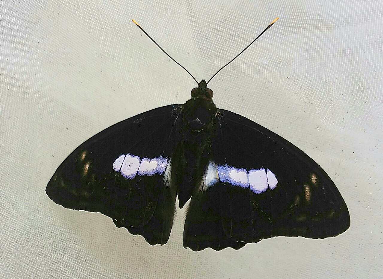 台湾の蝶13 ヤエヤマイチモンジ | 蝶に魅せられた旅人