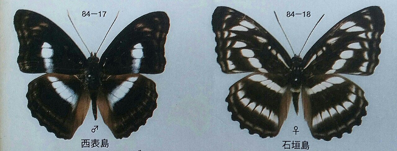 台湾の蝶13 ヤエヤマイチモンジ | 蝶に魅せられた旅人