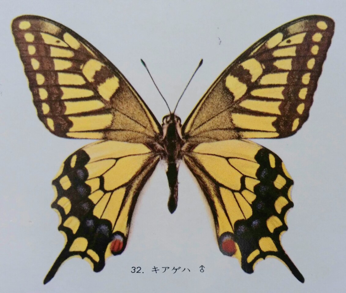 台湾の蝶30『消えたキアゲハ』 | 蝶に魅せられた旅人