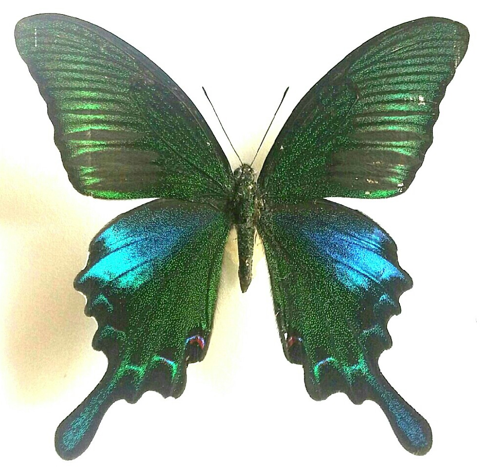 台湾の蝶17 タカサゴカラスアゲハ | 蝶に魅せられた旅人