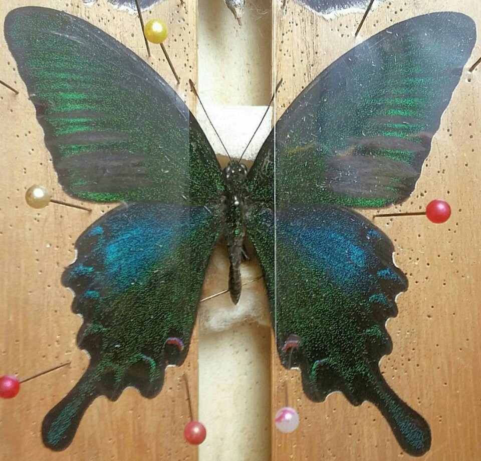 台湾の蝶17 タカサゴカラスアゲハ | 蝶に魅せられた旅人