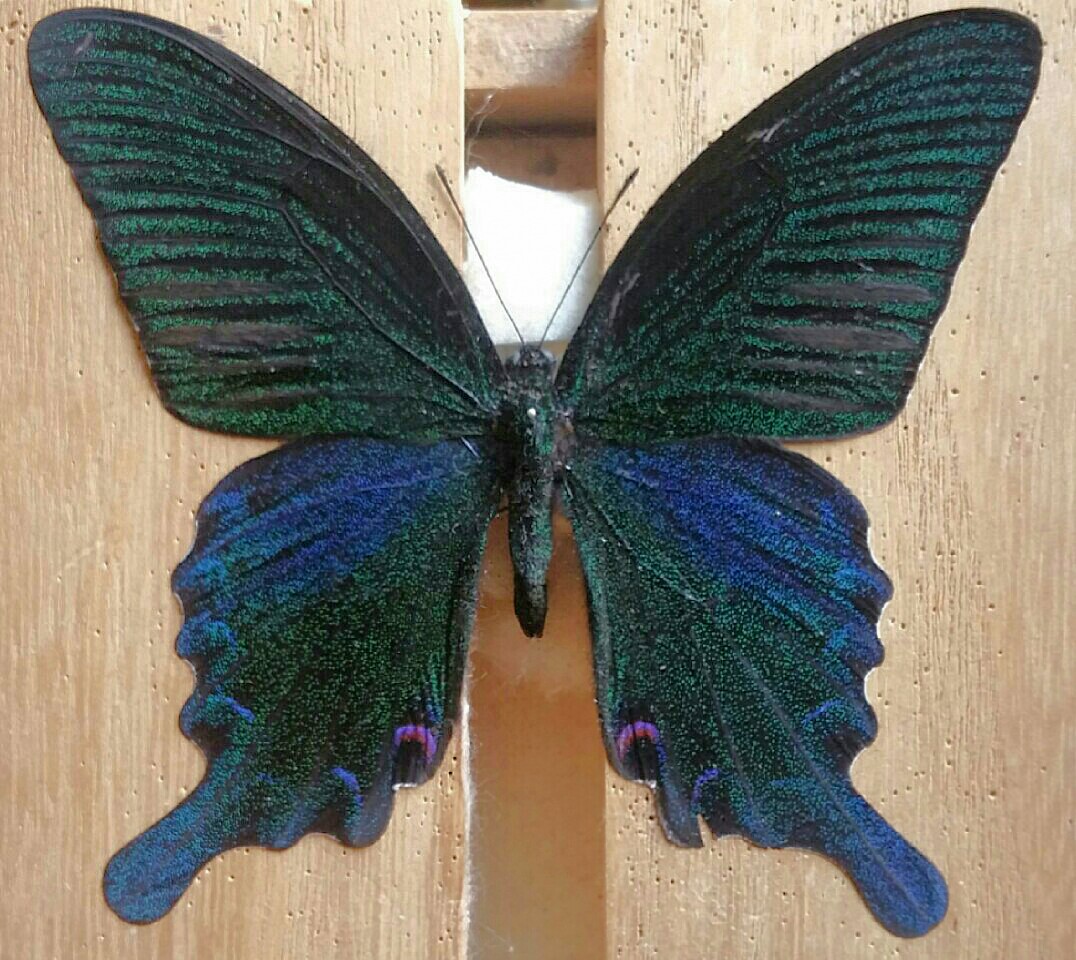 台湾の蝶17 タカサゴカラスアゲハ | 蝶に魅せられた旅人