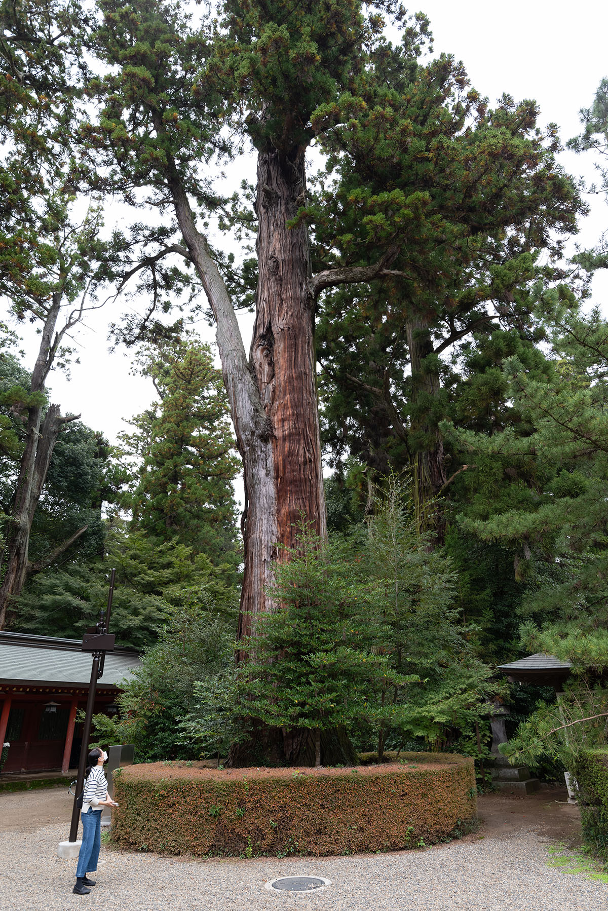 千葉県香取市「香取神宮の神木」 | 巨樹探訪