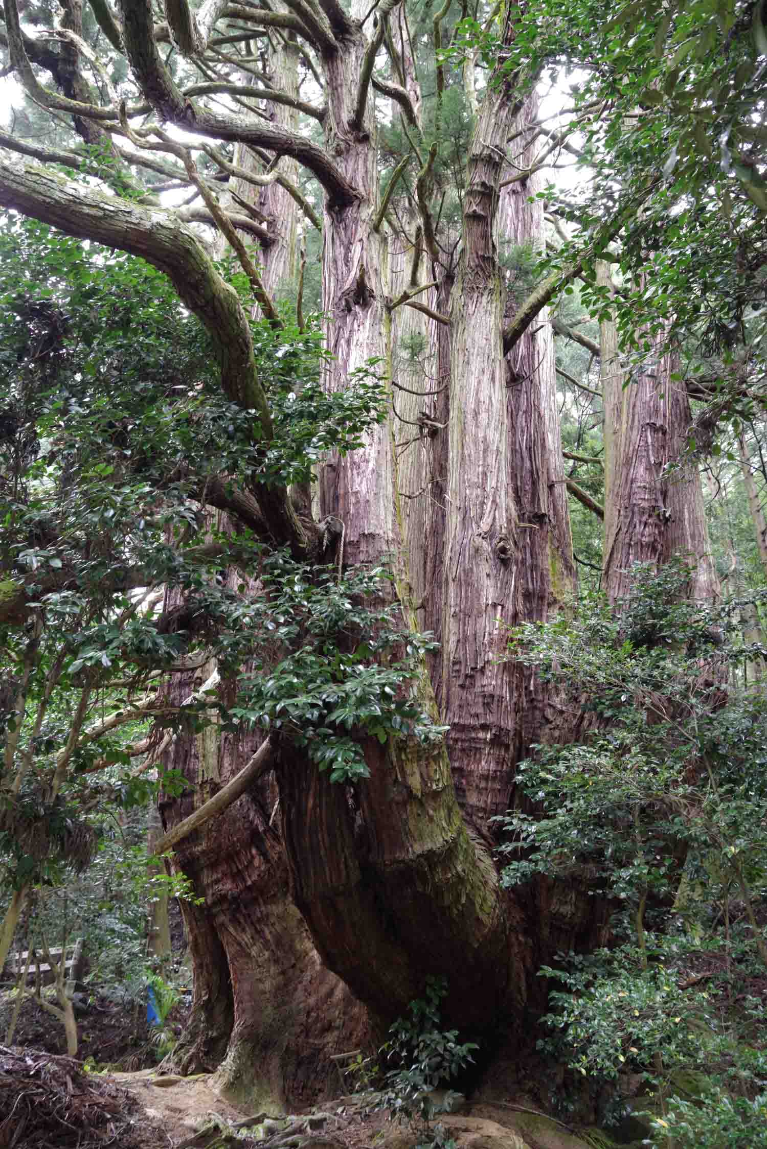 奈良県宇陀市「高井の千本杉」 | 巨樹探訪