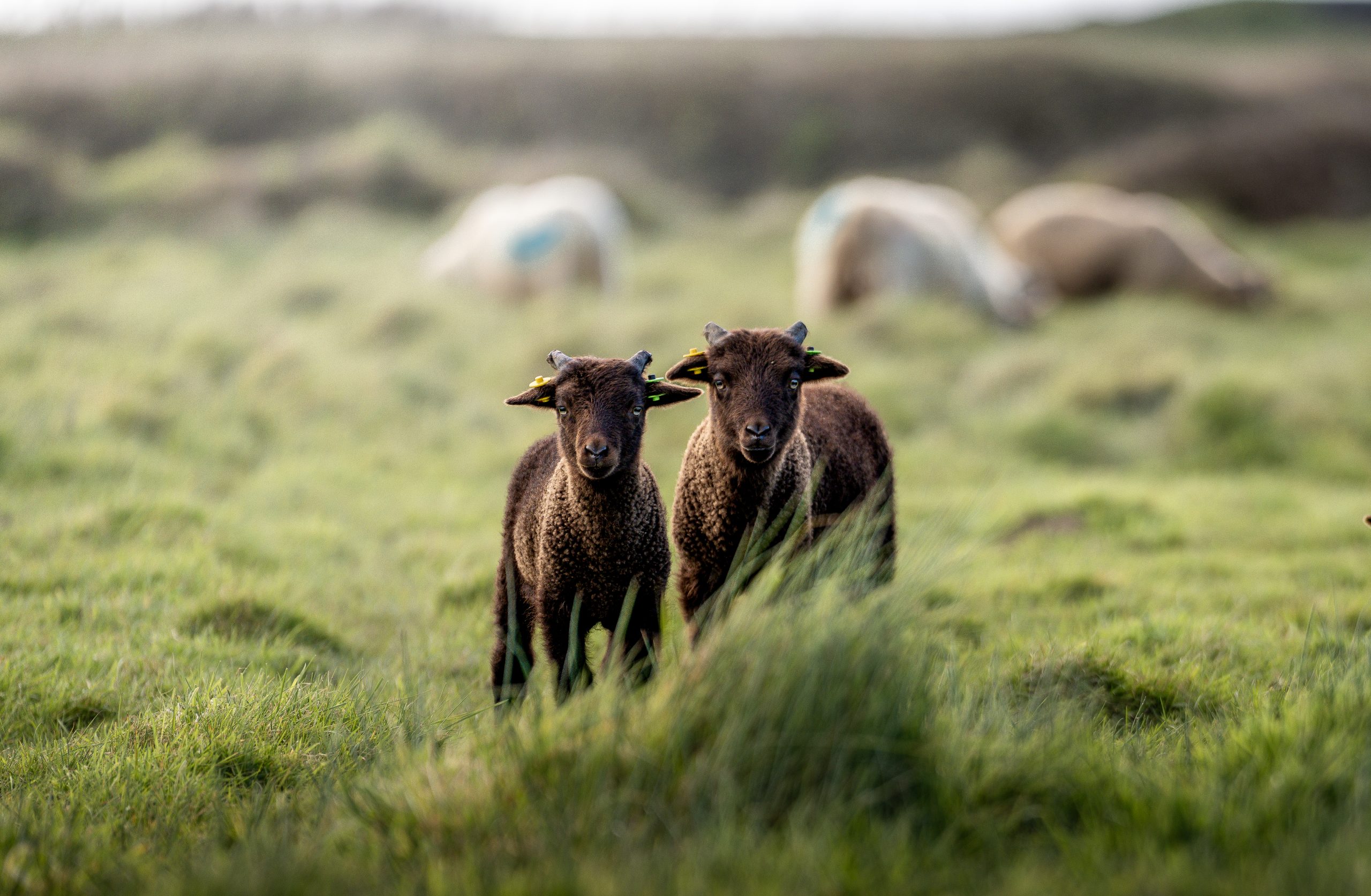 Don't be the black sheep - Jersey Evening Post
