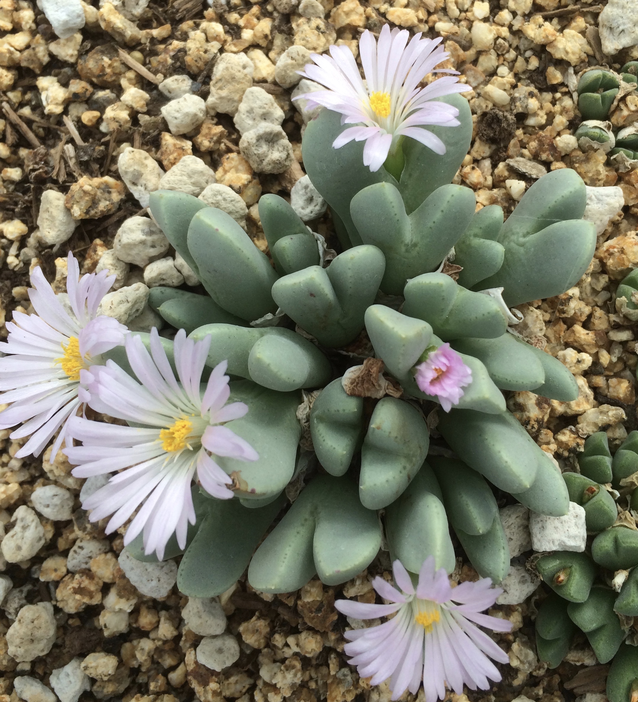 Conophytum - Lithops Living Stones Nursery