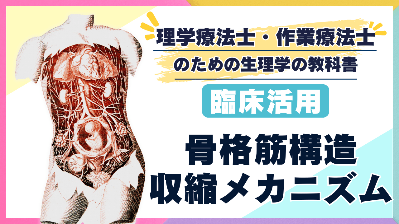 骨格筋の構造と収縮メカニズム：筋線維からサルコメアまでを徹底解説